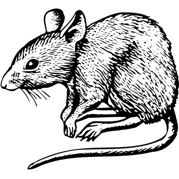 MOUSE001 Vignette